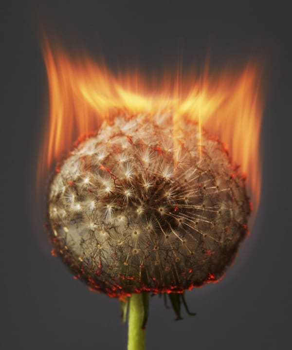 "Pure" by Rankin