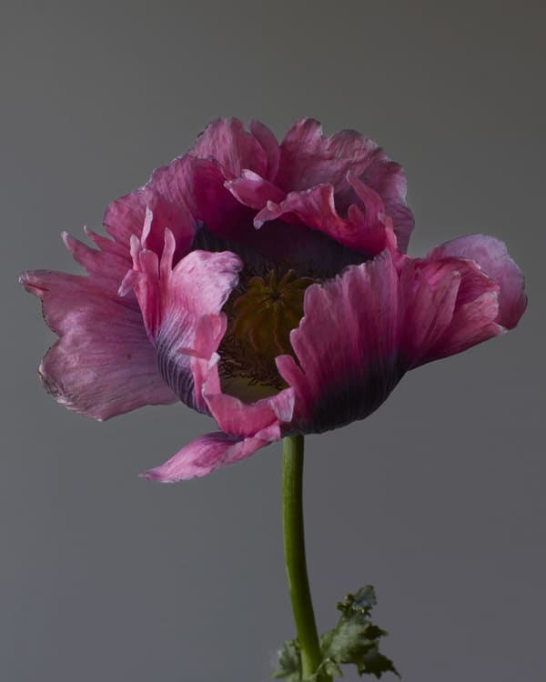 Immerse Yourself in a “Splash of Pink”