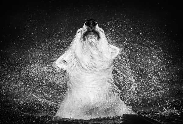 Fotografia que "entra na alma dos animais" e conta histórias como no cinema