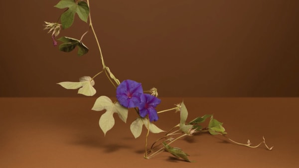 Ann Shelton Jhana Millers Gallery