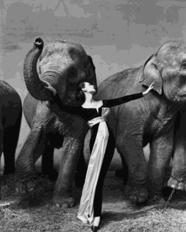 Richard Avedon, Dovima with Elephants, Evening Dress by Dior, Cirque D'Hiver, France, 1955