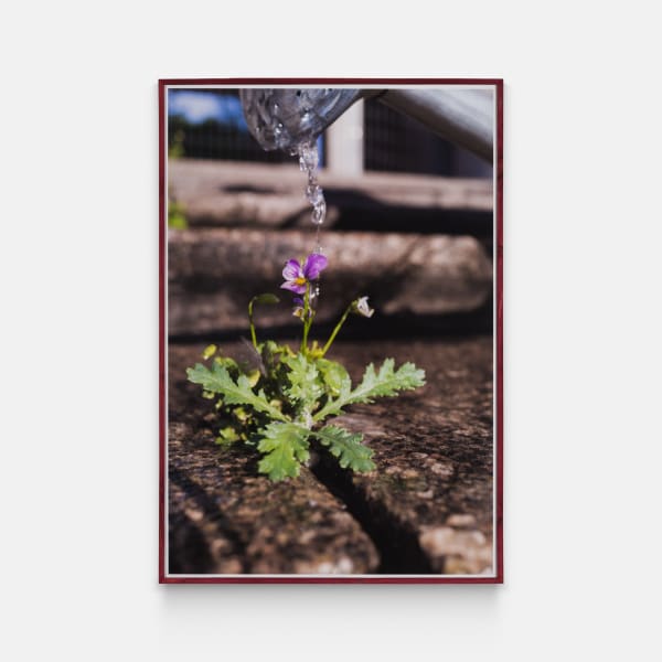 Adrien Missika - La Pensée Sauvage