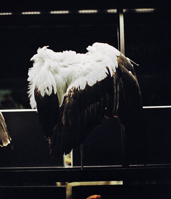 Daniela Ângelo - Untitled, 2023 | Galeria Francisco Fino