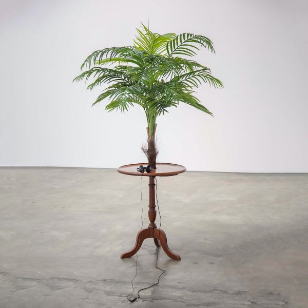 Vasco Araújo Exotismo #1, 2014 Plastic palm tree, wood table, MP3 Sound, headphones Text: Vasco Araújo Voices: Mariana Sá Nogueira, Paula Sá Nogueira, Vasco Araújo 170 x 60 x 60 cm