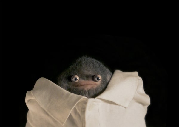 Lars Arrhenius | The Exquisite Corpse Orchestra