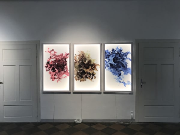 Romana Egartner The Proliferating Array In Egartner Schlehwein Ecdysis 05 2018 Fkc