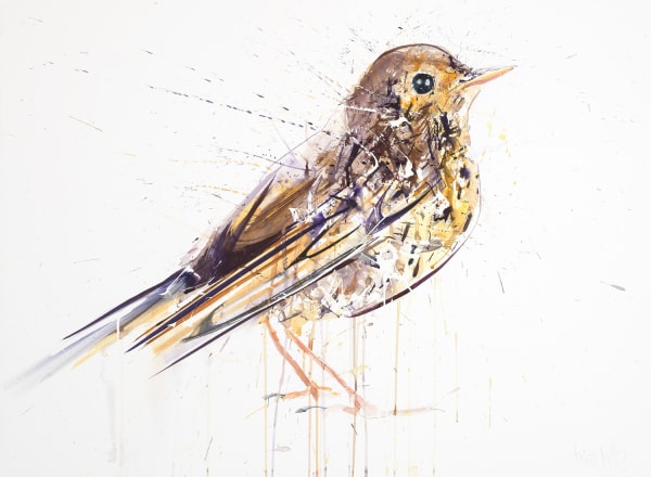 Dave White, Song Thrush
