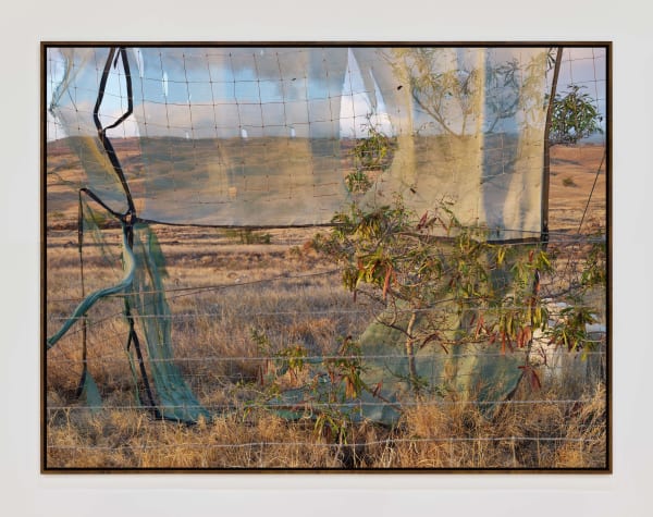 Hawaii164202 Walnutframe