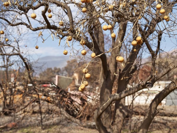 California After Altadena23069 Michaelgaillard