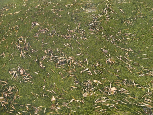 California After Palisades22873 Michaelgaillard