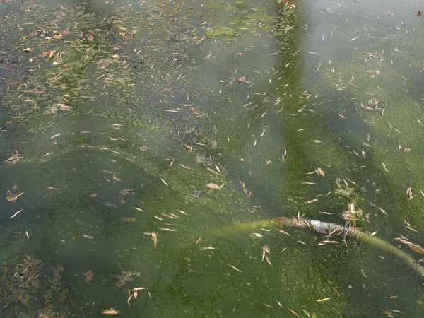 California After Palisades22876 Michaelgaillard