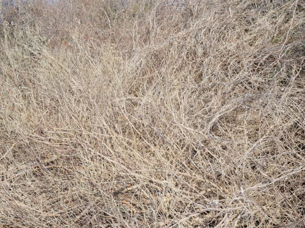 Michael Gaillard, Goose Island, No. 4554