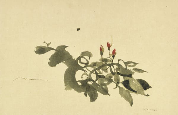 Summer Buds II, 2022 Watercolour 30x45cm Claire Harkess