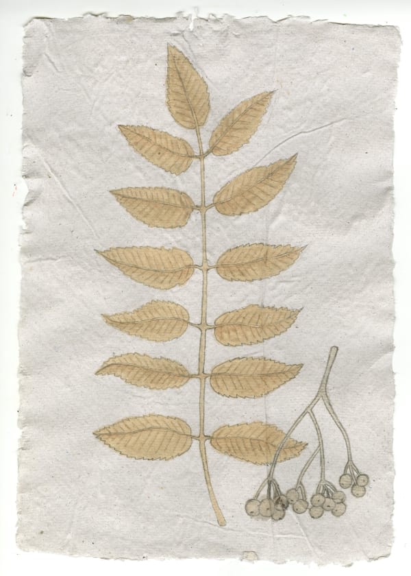 Kirsty MacDonald, Rowan (Sorbus Aucuparia)