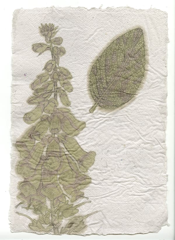 Kirsty MacDonald, Fox Glove (Digitalis Purpurea)