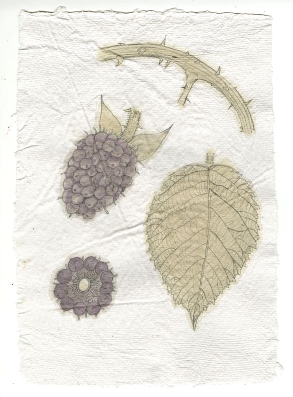 Kirsty MacDonald, Bramble (Rubus Fruticosus)