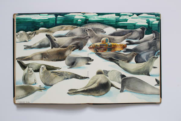 Reinhard Behrens, Crabeater Seals