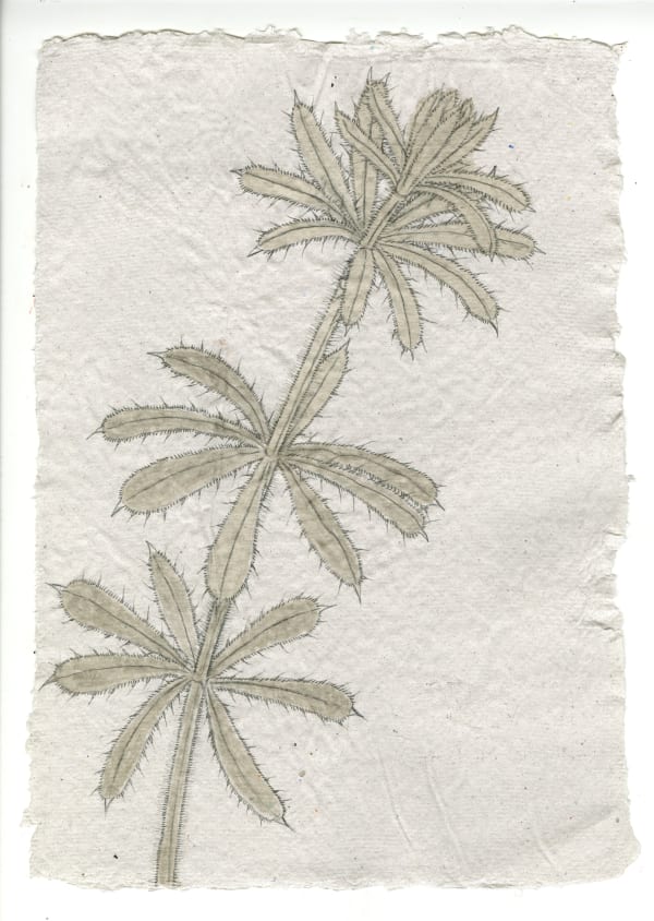 Kirsty MacDonald, Sticky Willy (Galium Aparine)