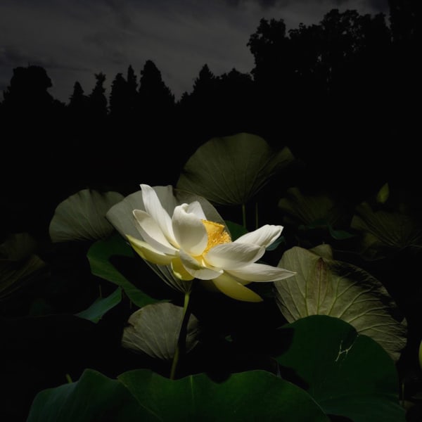 Grant Simon Rogers - Lotus Flower in Black & White