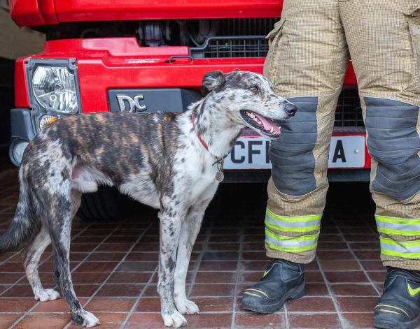 Lockdown Tails Jonathan Self