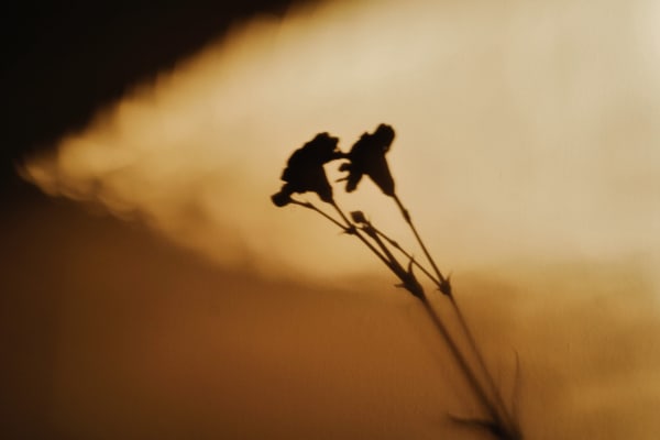 A photograph by Casey Joiner of a shadow of a carnation stem against a blurred golden background
