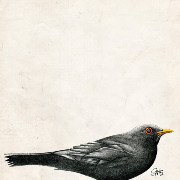 Blackbird