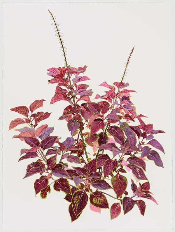 Jessica Rohrer Red Coleus, 2015 Gouache and graphite on paper 30 x 22.5 inches