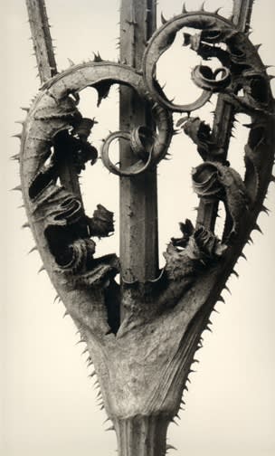 Karl Blossfeldt - Plate 83: Serratula nudicaulis, c. 1920s
