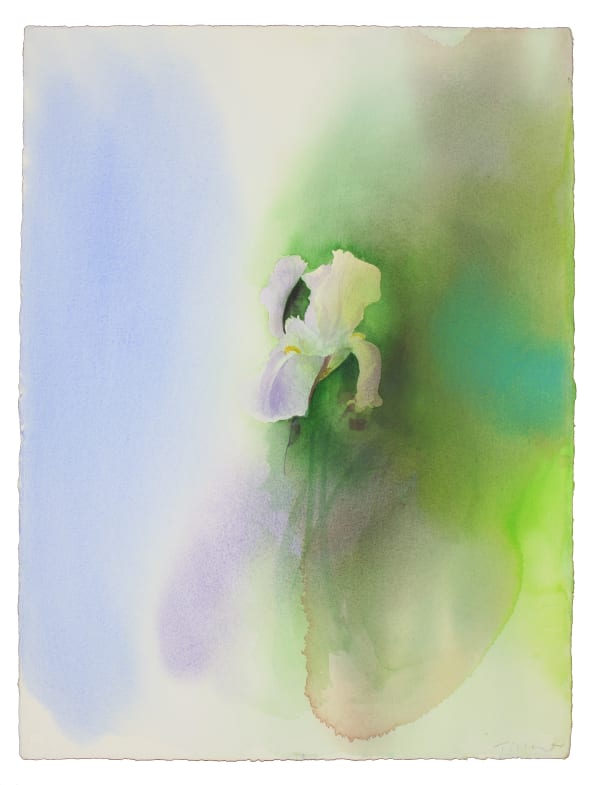 William Tillyer The Corsham Iris 3/3, 2019 Watercolour on Arches paper