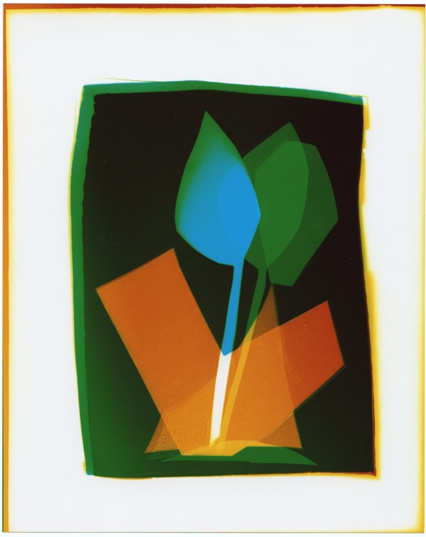 Liz Nielsen, Night Bloomer, 2020