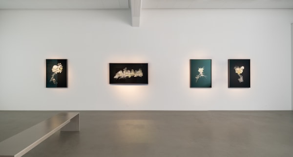 Installation view, Johannes Heldén, Emergence, 2024, Cecilia Hillström Gallery. Photo: Jean-Baptiste Béranger.