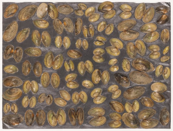 Vis Cons 43 Carel Visser Untitled 1994 Schelpen En Grafiet Op Papier
