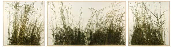 Vrs Cons 02 Herman De Vries Triptychon Rasenst Ck 2015 Dried Grasses 110 X 420 Cm