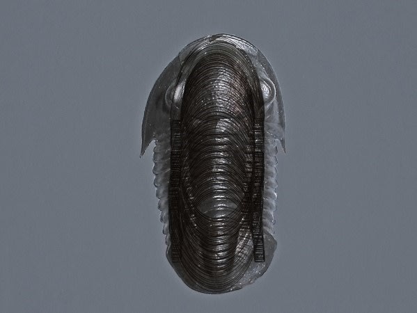 ANNA VOGEL AT CULTUURCENTRUM HASSELT (BE)