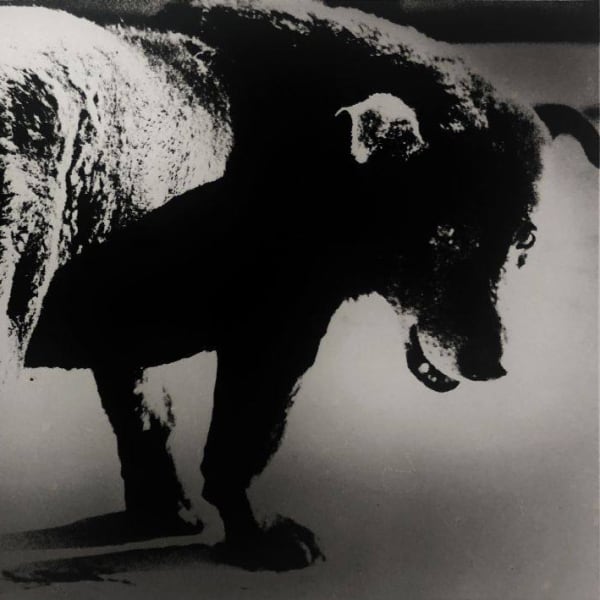 DAIDO MORIYAMA RETROSPECTIVE