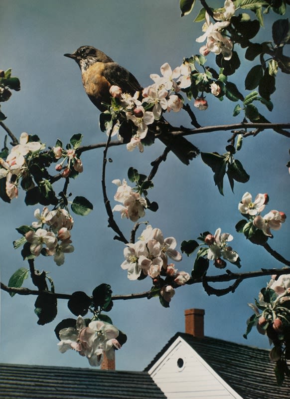 Paul Outerbridge, First Robin of Spring, 1938