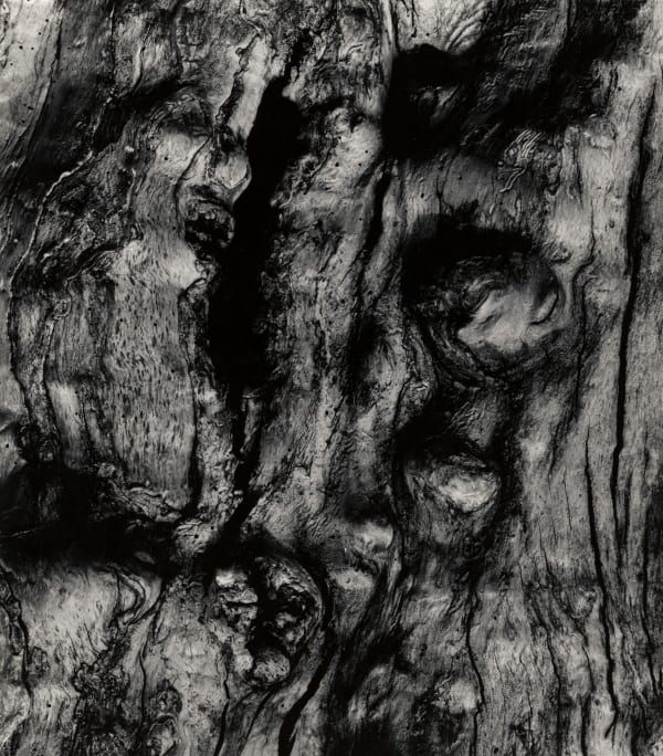 Aaron Siskind, Apple Tree, Millerton 7, 1971