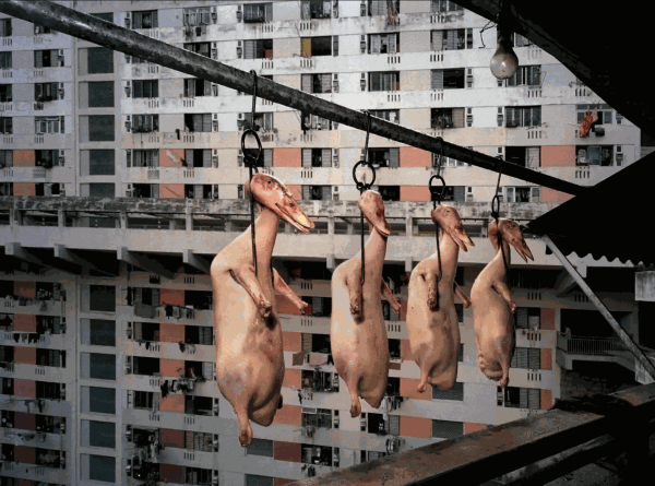 MICHAEL WOLF Michael Wolf's best photograph: four plucked ducks in Hong Kong