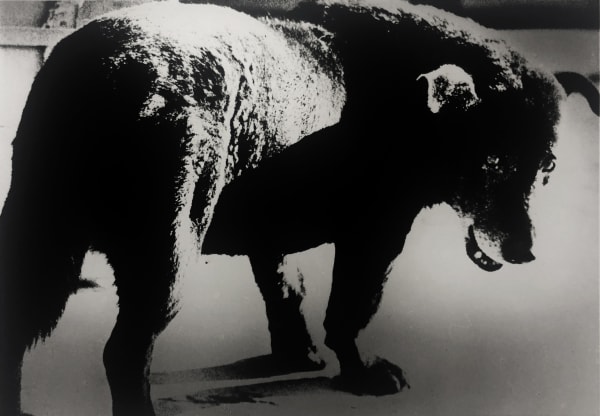 Daido Moriyama, Stray Dog, Misawa, 1971, Gelatin silver print.