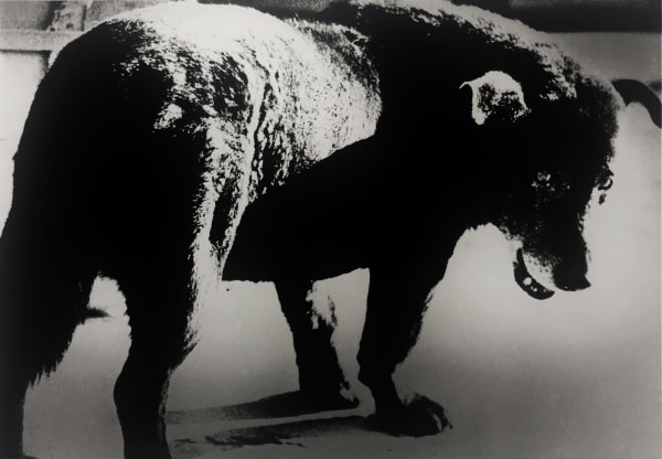 BRUCE SILVERSTEIN GALLERY WELCOMES DAIDO MORIYAMA