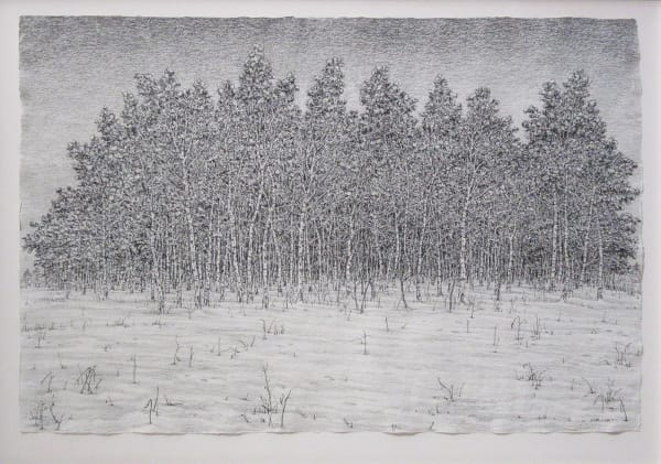 Roy Wright PS, 'Snow Covers the Birch Forest', Charcoal, 27 x 40 "