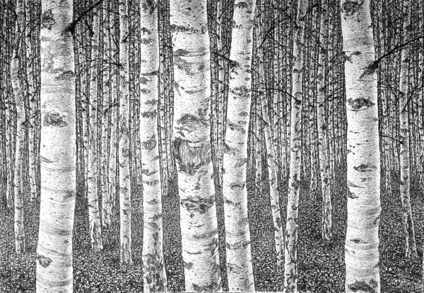 Roy Wright PS Silver Birch Forest Charcoal on paper 38 x 27