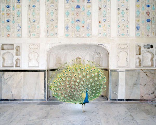 Master of Seduction, Amer Fort, Amer, 2017 Série India Song