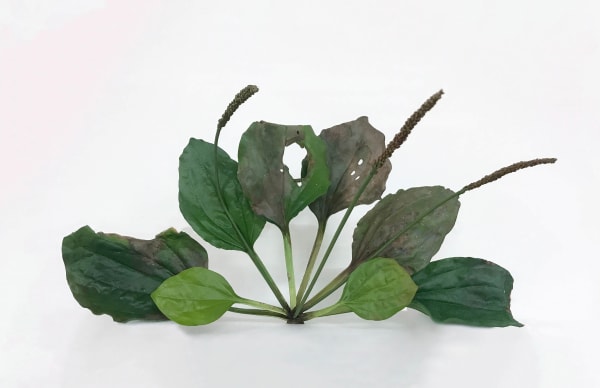 Tony Matelli, Weed, 2007