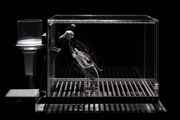 Mat Collishaw. The Machine Zone, Personal Exhibition, Dubai