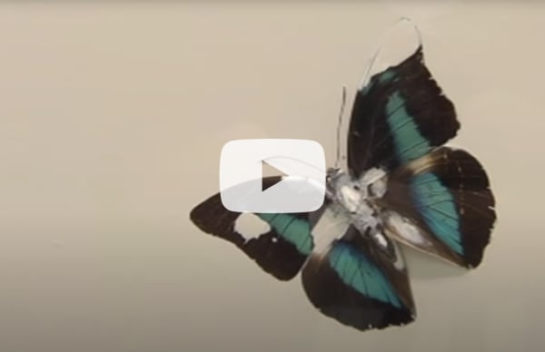 Damien Hirst. RBC TV