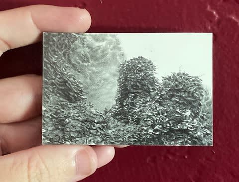 Cedra Wood, Kudzu IV, 2024, graphite on clayboard, 2 x 3 in.