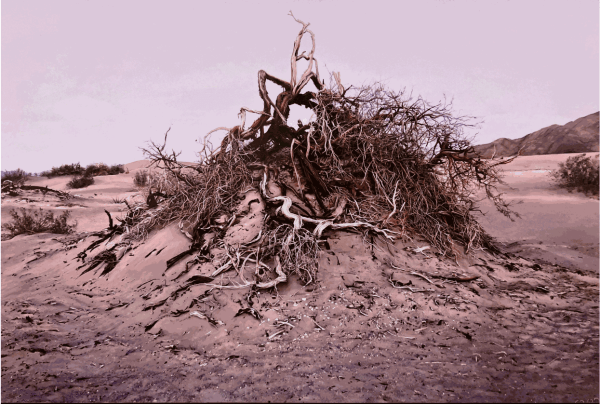 Cedra Wood