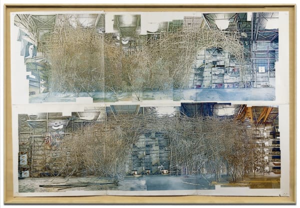 Big Bambu At 10 20 Weeks Dms 10875