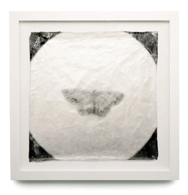 Attracted To Light B Framed